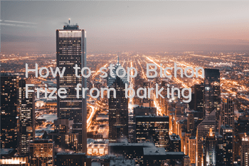 How to stop Bichon Frize from barking?