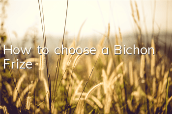 How to choose a Bichon Frize