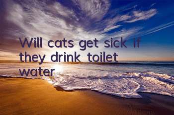 Will cats get sick if they drink toilet water?
