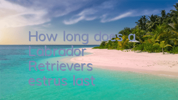 How long does a Labrador Retriever's estrus last?