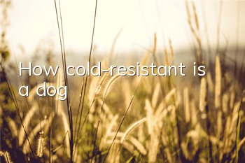 How cold-resistant is a dog?