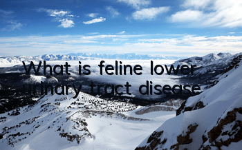 TWhat is feline lower urinary tract disease?