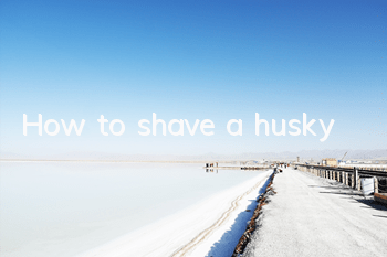 How to shave a husky