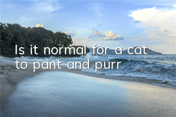 Is it normal for a cat to pant and purr?