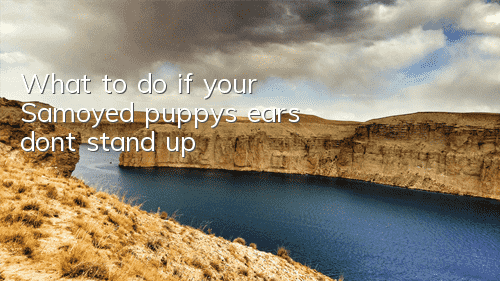 What to do if your Samoyed puppy’s ears don’t stand up