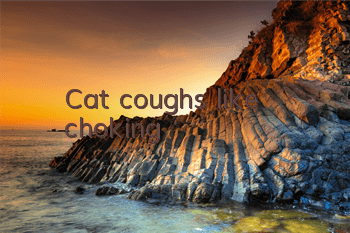 Cat coughs like choking
