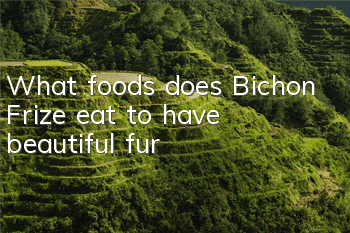 What foods does Bichon Frize eat to have beautiful fur?
