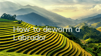 How to deworm a Labrador