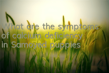 What are the symptoms of calcium deficiency in Samoyed puppies?