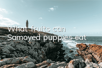 What fruits can Samoyed puppies eat?