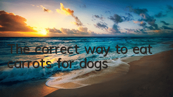 TThe correct way to eat carrots for dogs