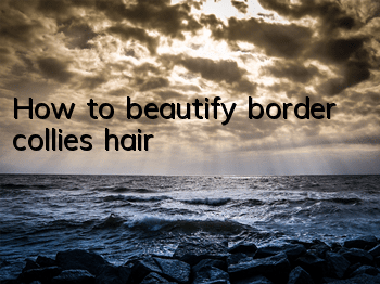 How to beautify border collie's hair