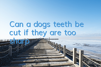 TCan a dog’s teeth be cut if they are too sharp?