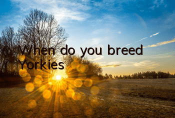 When do you breed Yorkies?