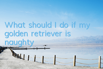 What should I do if my golden retriever is naughty?