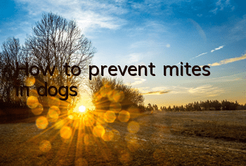 How to prevent mites in dogs