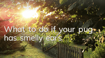 What to do if your pug has smelly ears