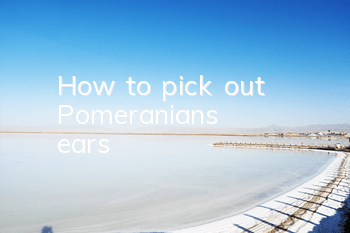 How to pick out Pomeranian's ears?