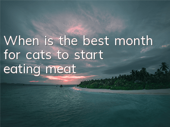 When is the best month for cats to start eating meat?