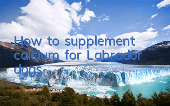 How to supplement calcium for Labrador dogs