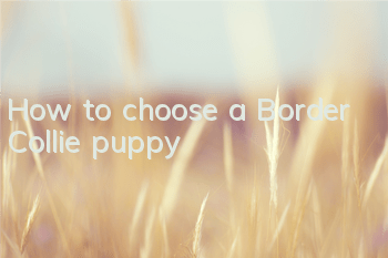 How to choose a Border Collie puppy