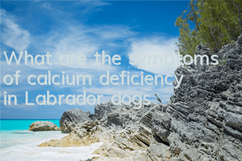 What are the symptoms of calcium deficiency in Labrador dogs?