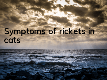 Symptoms of rickets in cats
