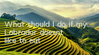 What should I do if my Labrador doesn’t like to eat?