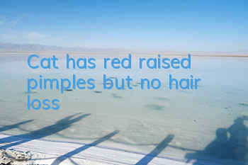 Cat has red raised pimples but no hair loss