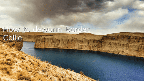 How to deworm Border Collie