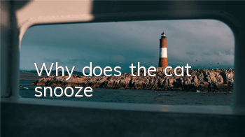 Why does the cat snooze?