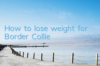 How to lose weight for Border Collie