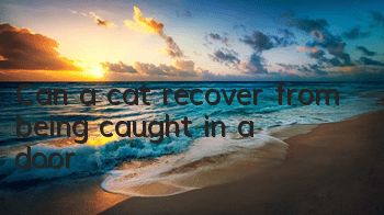 Can a cat recover from being caught in a door?