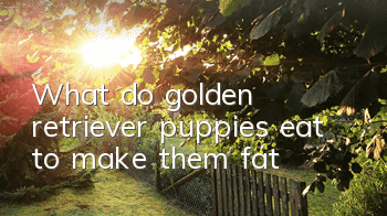 What do golden retriever puppies eat to make them fat?