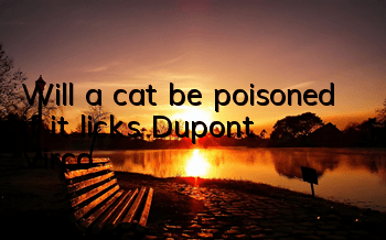 Will a cat be poisoned if it licks Dupont Virco?