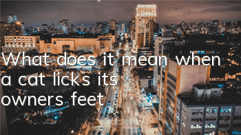 What does it mean when a cat licks its owner's feet?