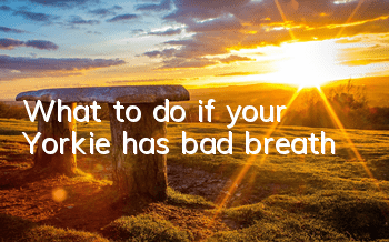 What to do if your Yorkie has bad breath