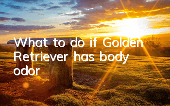 What to do if Golden Retriever has body odor