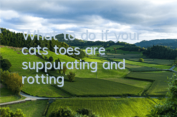 What to do if your cat’s toes are suppurating and rotting
