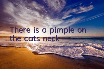 There is a pimple on the cat’s neck