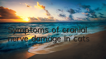 Symptoms of cranial nerve damage in cats