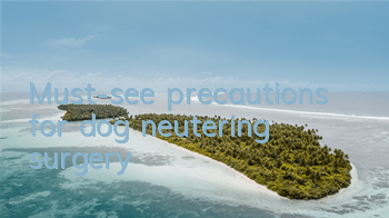 TMust-see precautions for dog neutering surgery
