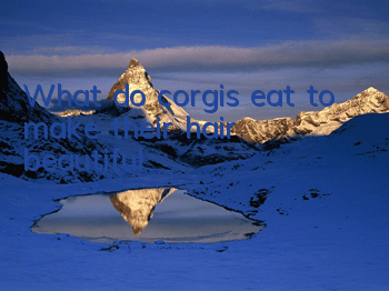 What do corgis eat to make their hair beautiful?
