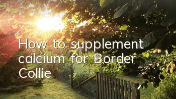 How to supplement calcium for Border Collie