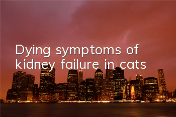 Dying symptoms of kidney failure in cats