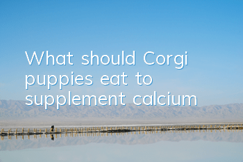 What should Corgi puppies eat to supplement calcium?