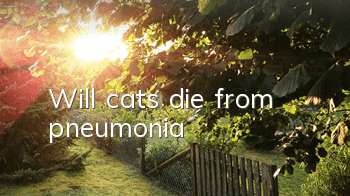 Will cats die from pneumonia?
