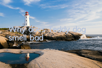 Why does Teddy dog ​​smell bad?