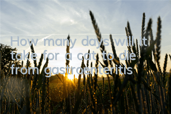 How many days will it take for a cat to die from gastroenteritis?