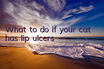 What to do if your cat has lip ulcers?